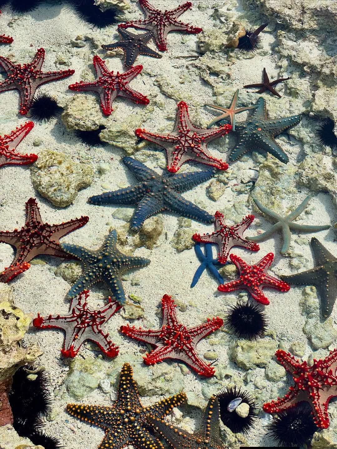 Zanzibar Star Fish - ZanTrip &Tours 